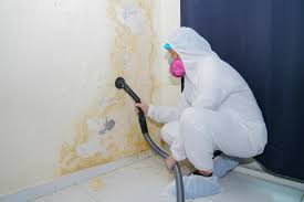 Best Black Mold Removal  in Stewart Manor, NY